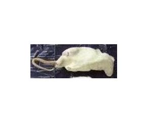 Rat volwassen, diepvries (200 gr)