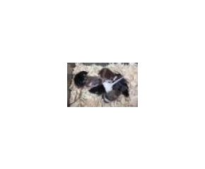 Muis springer (9-12 gram)