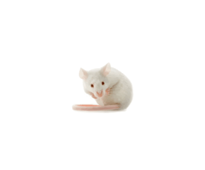 Muis volwassen (18-25 gram)