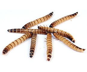 Moriowormen 50 gr