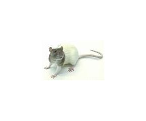 Rat volwassen (200gr)