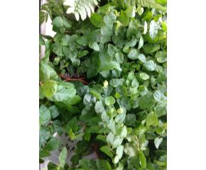 Ficus pumila small